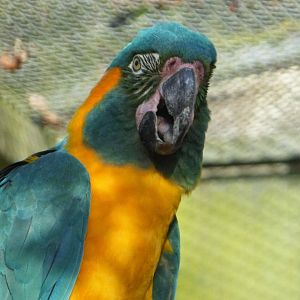 Blue throated macaw