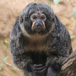 White-faced saki