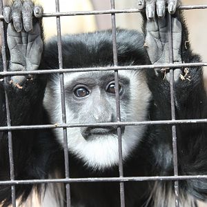 Young Kikuyu guereza