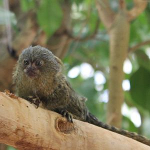 Pygmy marmoset