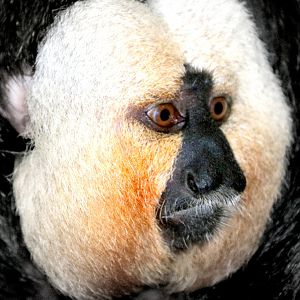 White-faced saki; Marwell; 31st March 2018