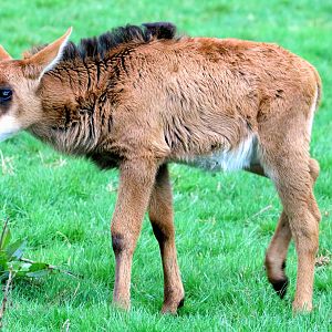 Young sable antelope; Marwell; 31st March 2018