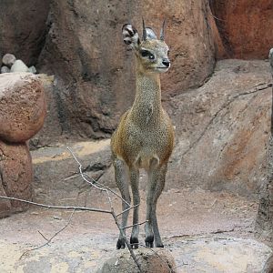 Klipspringer - Habitat Africa: The Savannah