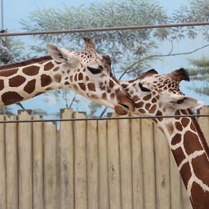 Giraffes - Habitat Africa: The Savannah