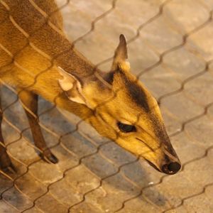 Red-Flanked Duiker - Habitat Africa: The Forest