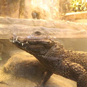 West African Dwarf Crocodile - Habitat Africa: The Forest