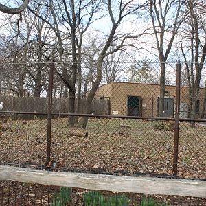 White Stork Exhibit - Habitat Africa: The Forest