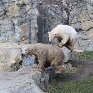 Active Polar Bears - Great Bear Wilderness