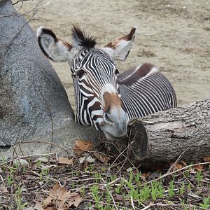 Curious Grevy's Zebra - Hoofstock Yards