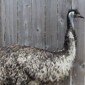 Emu - Wild Encounters