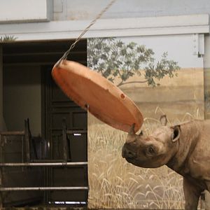 Playful Black Rhino - Pachyderm House