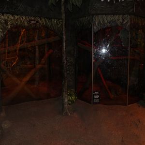 Pangolin Exhibit Expansion - Habitat Africa: The Forest