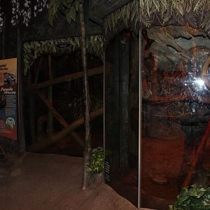 Pangolin Exhibit Expansion - Habitat Africa : The Forest