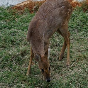 Liuzhou Zoo - water deer