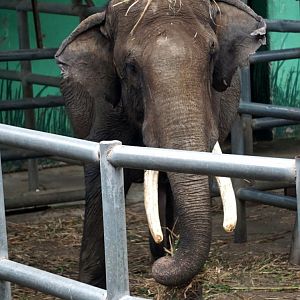 Liuzhou Zoo - Asian elephant