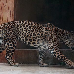 Liuzhou Zoo - Indochinese leopard