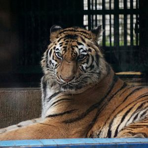 Liuzhou Zoo - Siberian tiger