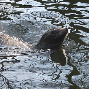 Californian sea-lion