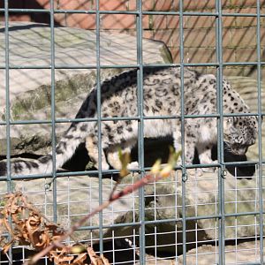 Snow leopard