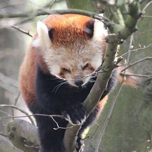 Red panda