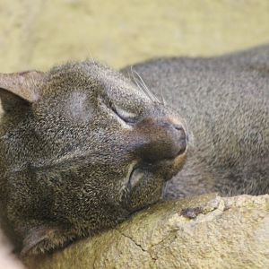 Jaguarundi