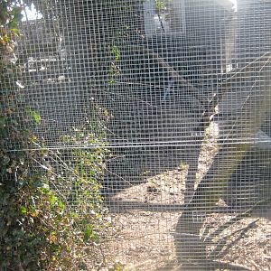 Dyreparken NBV - Housecat exhibit