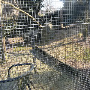 Dyreparken NBV - Housecat exhibit