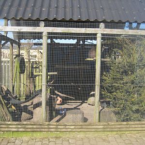 Dyreparken NBV - Raccoon exhibit