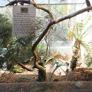 Eastern Blue-tongued Skink exhibit