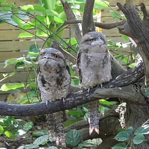 Papuan Frogmouth (Podargus papuensis)