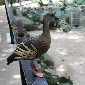 Plumed Whistling Duck (Dendrocygna eytoni)