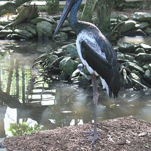 Black-necked Stork (Ephippiorhynchus asiaticus)