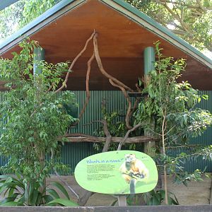 Lumholtz's Tree-kangaroo exhibit