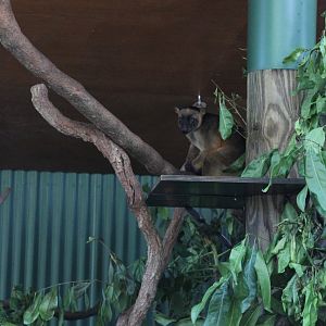 Lumholtz's Tree-kangaroo (Dendrolagus lumholtzi)