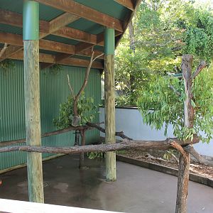 Koala, Rufous Bettong & Northern Brown Bandicoot exhibit