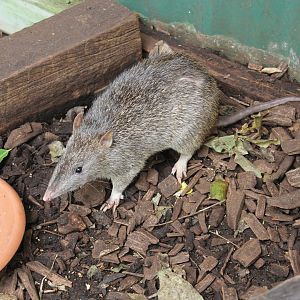 Northern Brown Bandicoot (Isoodon macrourus)