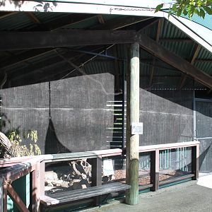 Spot-tailed Quoll exhibit