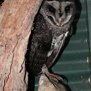 Lesser Sooty Owl (Tyto multipunctata)