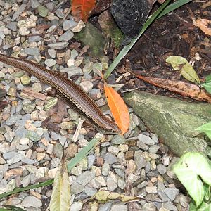 Major Skink (Bellatorias frerei)