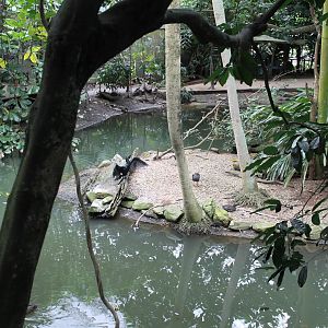Rainforest Habitat