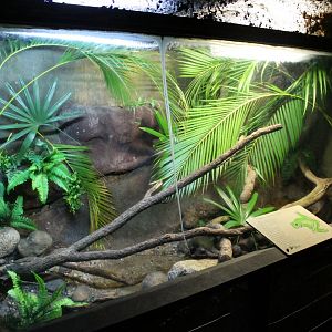 White-lipped Treefrog enclosure