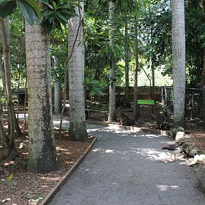 Northern Nailtail-wallaby walk-through