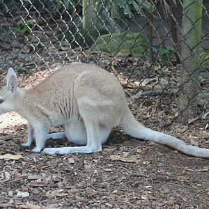 Northern Nailtail-wallaby (Onychogalea unguifera)