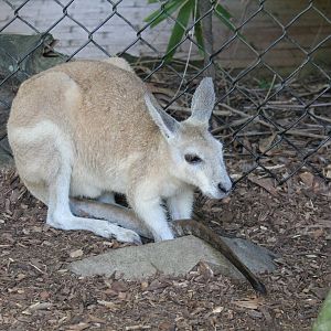 Northern Nailtail-wallaby (Onychogalea unguifera)