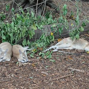 Northern Nailtail-wallabies (Onychogalea unguifera)