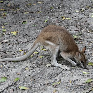 Agile Wallaby (Macropus agilis)