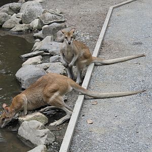 Agile Wallabies (Macropus agilis)