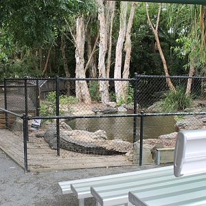 Estuarine Crocodile exhibit