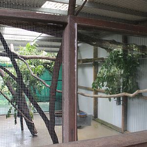 Lumholtz's Tree-kangaroo exhibit