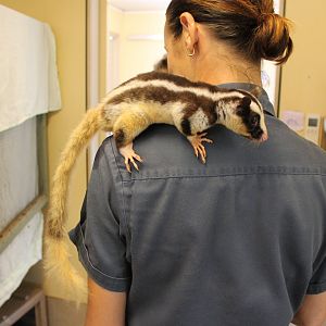 Striped Possum (Dactylopsila trivirgata)